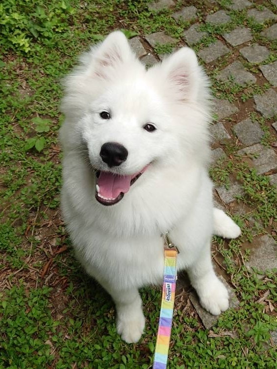 モモン