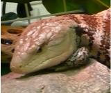アオジタトカゲ