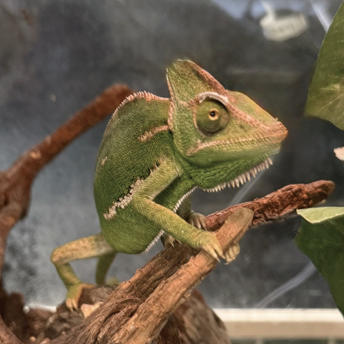 エボシカメレオン