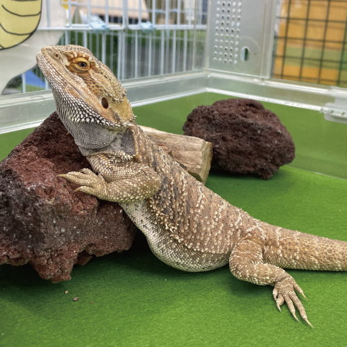 フトアゴ