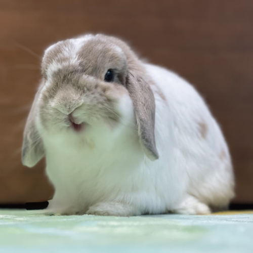 ごましお