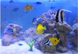 海水魚各種