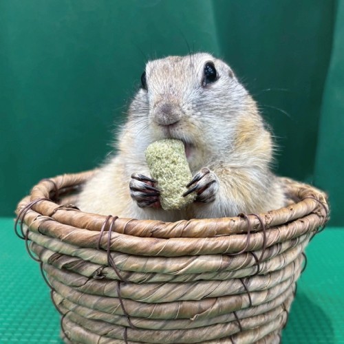 リチャードソンジリス