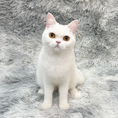 おこめ
