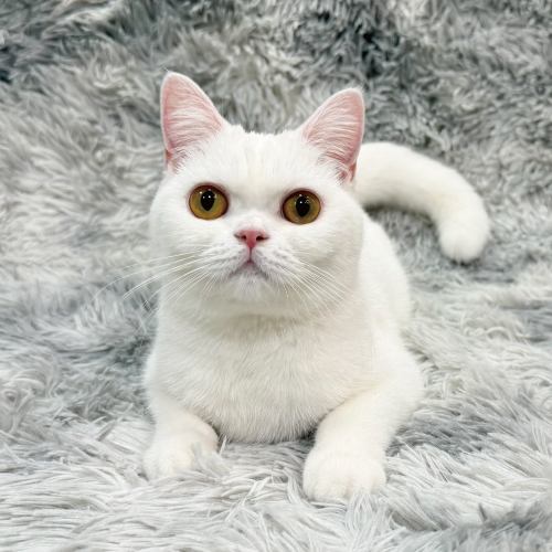 おこめ