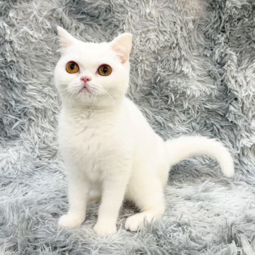 おこめ