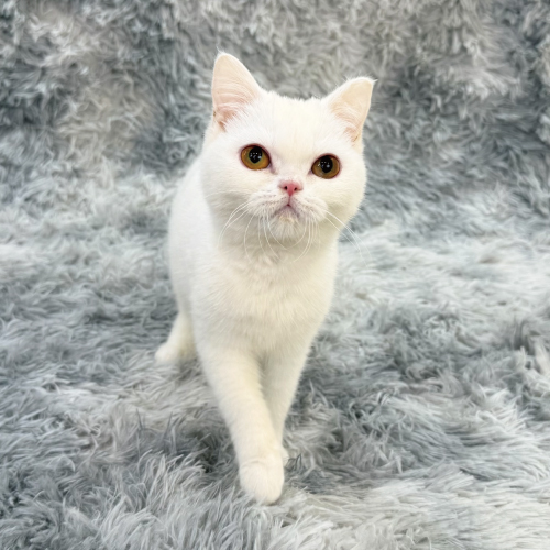 経験豊富なタレント猫が揃っています｜ペットのことならZOO
