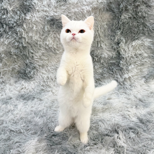 おこめ