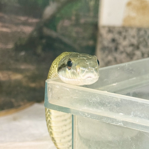 アオダイショウ