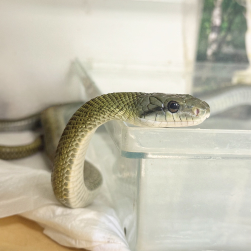 アオダイショウ