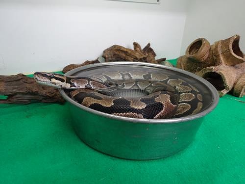 ボールパイソン