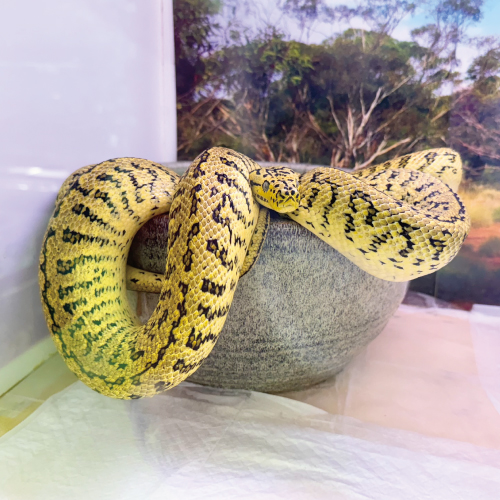 カーペットパイソン