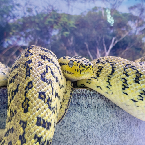 カーペットパイソン