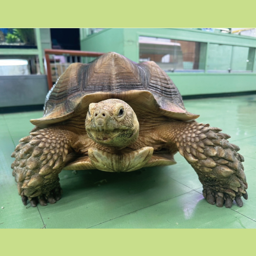 ケヅメリクガメ