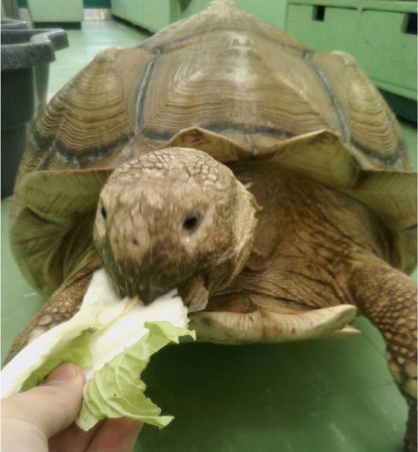 ケヅメリクガメ