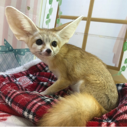 ふぇねお