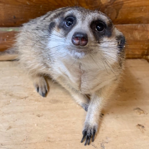 ミーちゃん