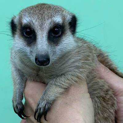 ミーアキャット