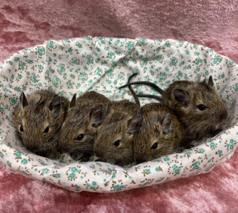デグー