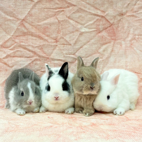 ミニウサギ