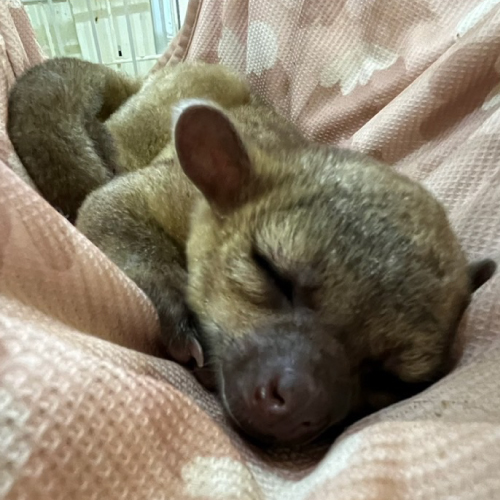 キンカジュー