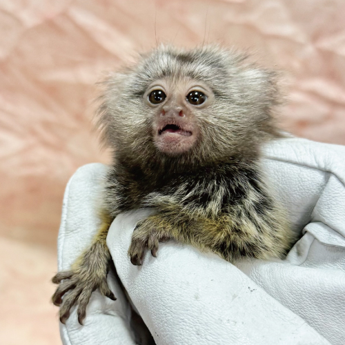 コモンマーモセット