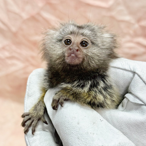 コモンマーモセット