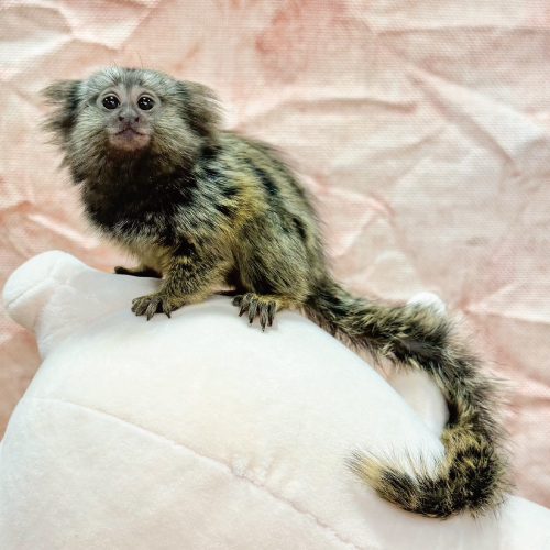 コモンマーモセット