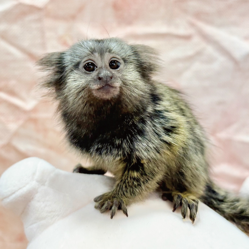 コモンマーモセット