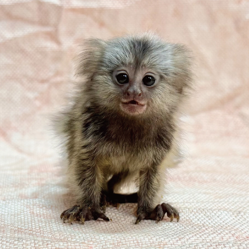 コモンマーモセット