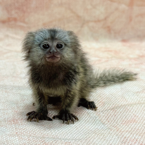 コモンマーモセット