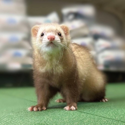 フェレット