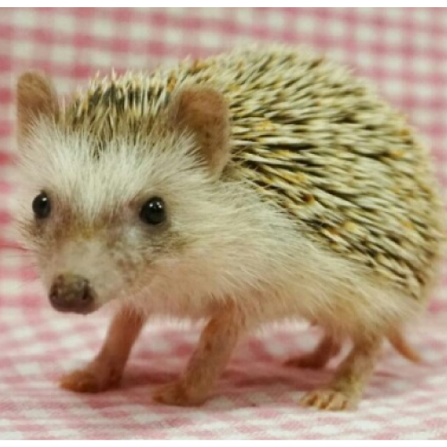 ハリネズミ