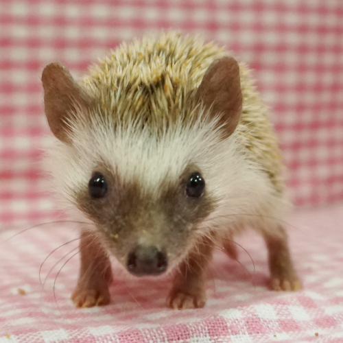 ハリネズミ