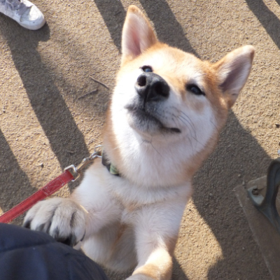 住宅展示場などにおけるふれあい動物園