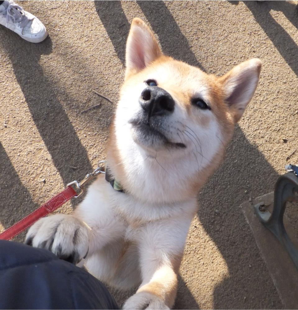 住宅展示場などにおけるふれあい動物園